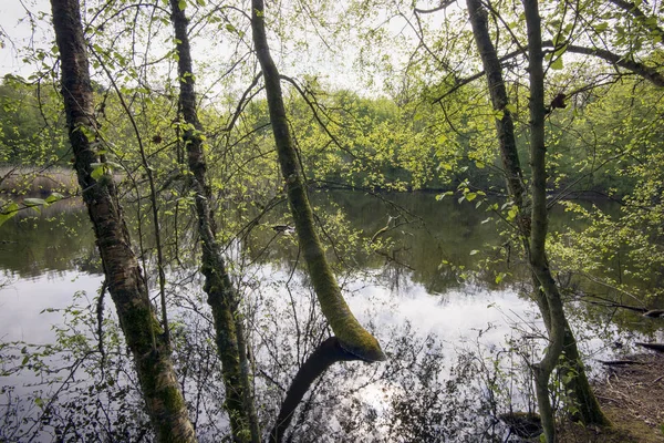 Frühling in einem dänischen Wald — Stockfoto