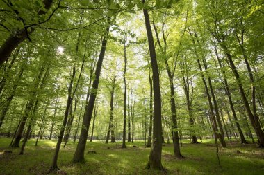 Işık yeşil bahar orman