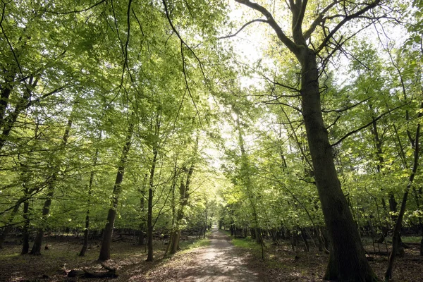 Hellgrüner Frühlingswald — Stockfoto