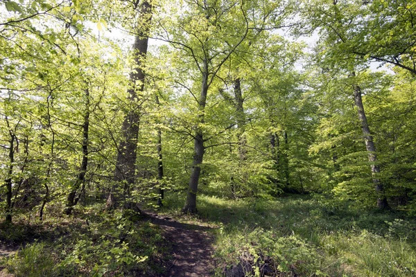 淡绿色春天森林 — 图库照片