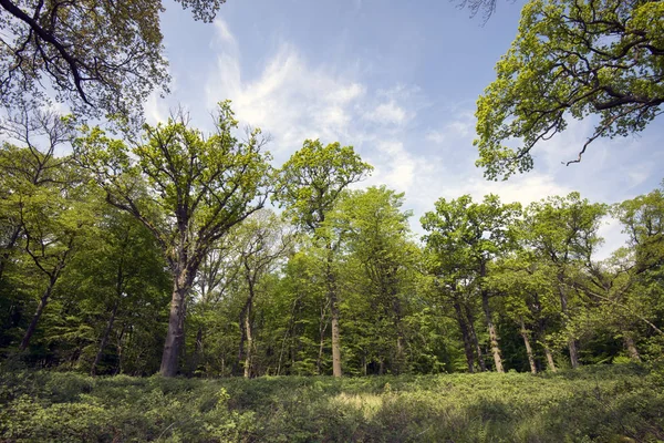 Fronte foresta primaverile — Foto Stock