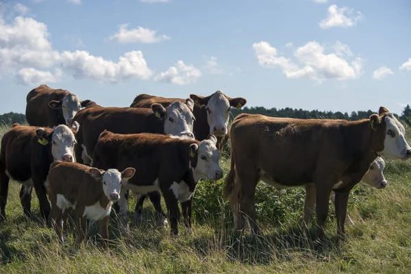 Vacas da ilha de Laesoe — Fotografia de Stock