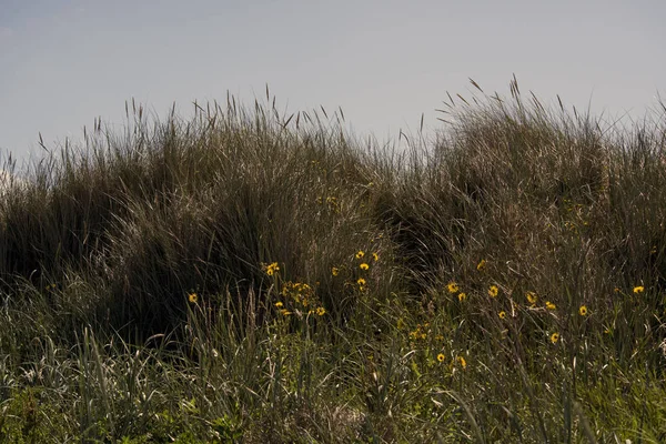 花と草の砂丘 — ストック写真