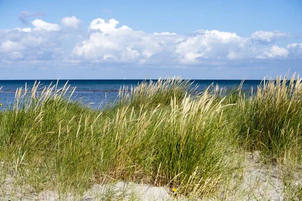 Küstenstreifen Gras auf laesoe — Stockfoto