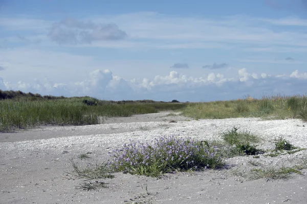 Coastline landscape Laesoe — Stock Photo, Image