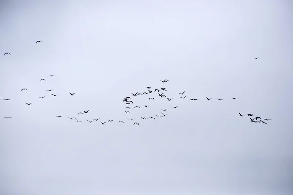 Troupeau de cormorans — Photo