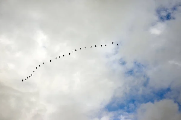 Gray geese flying. — Stock Photo, Image