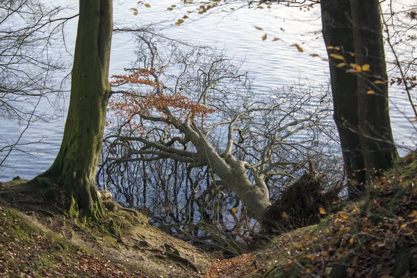 Et dansk bøketre som falt i vannet. – stockfoto