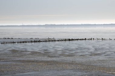 Danimarkalı wadden Denizi Ulusal Parkı