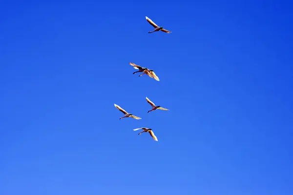 Swans flying in a clear blue sky — Stock Photo, Image