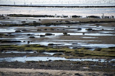 Danimarkalı wadden Denizi Ulusal Parkı