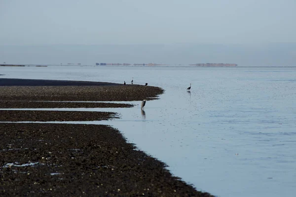 Sky blue fishing herons — Stock Photo, Image