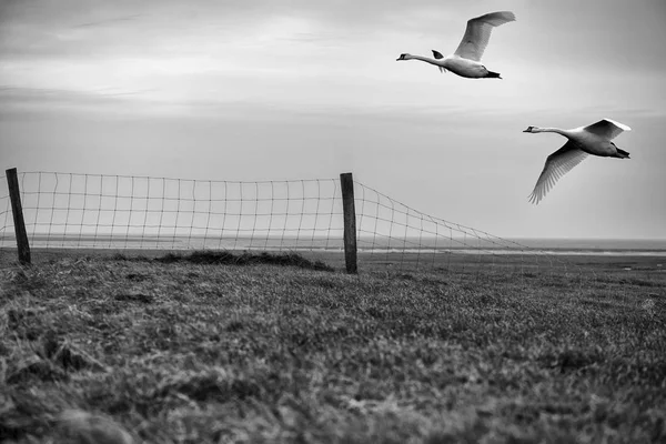 Flying swans across the dam — Stock Photo, Image