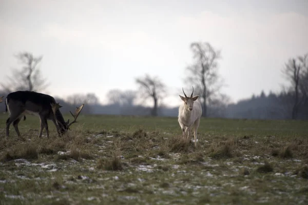 Twee herten in het bos van Hacke, Denemarken — Stockfoto