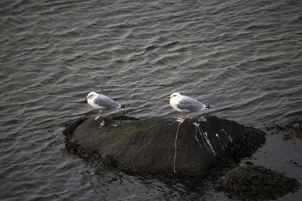 Dos gaviotas de pie sobre una roca — Foto de Stock