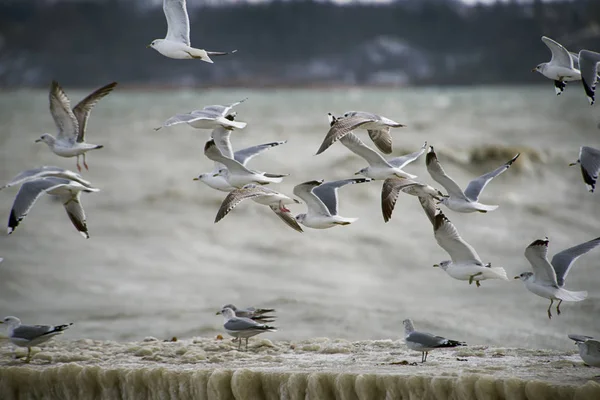 Gaviotas flotando y volando por encima de puente de madera cubierto con ic — Foto de Stock