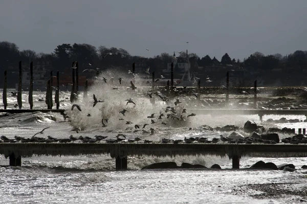 Tempesta costiera invernale orientale in Danimarca . — Foto Stock