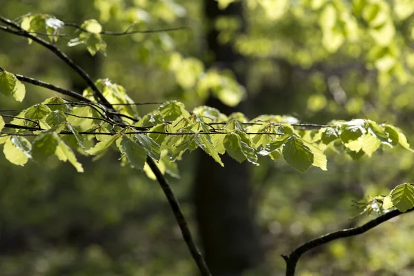 Ljus grön bok leafs närbild — Stockfoto