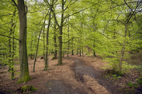 Bosque de haya de primavera — Foto de Stock