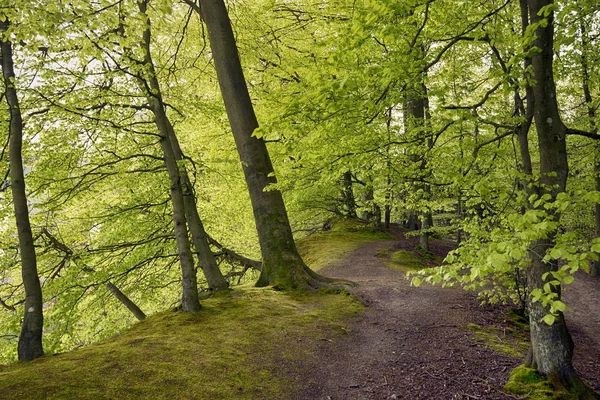 Bahar kayın ormanı — Stok fotoğraf