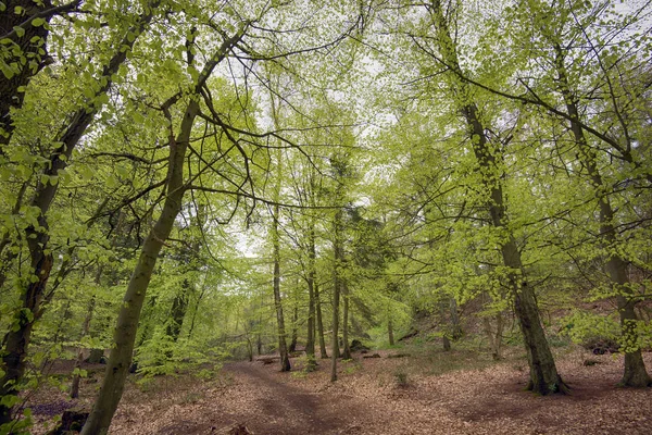 Lente-beukenbos — Stockfoto