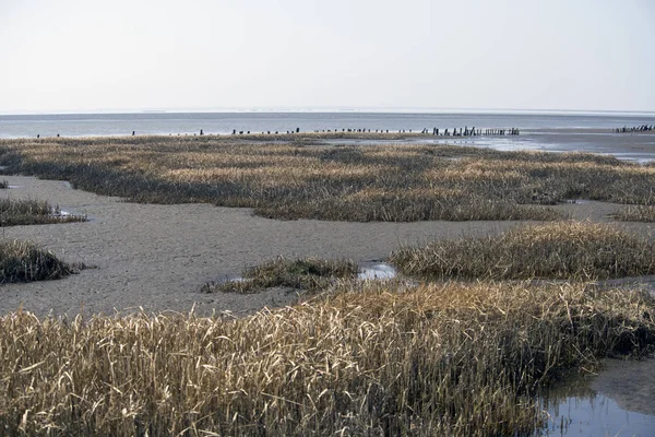 Данський частині Ваттового моря національного парку Стокове Фото