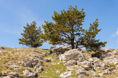 Taş yığınları arasında üstte yalnız çam