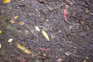 Islak asfalt yapraklı arkaplan