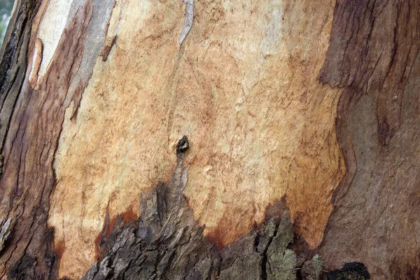 Bark Trunk Eucalyptus Tree — Stock Photo, Image