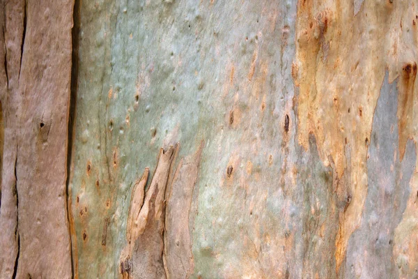 Bark Trunk Eucalyptus Tree — Stock Photo, Image