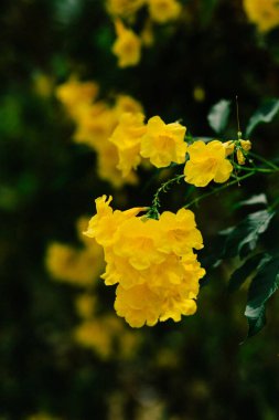 Seçici odak noktasında çiçek açan güzel çiçeklerin yakın görüntüsü