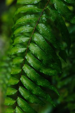 Yeşil taze bitki yapraklarının yakın görüntüsü