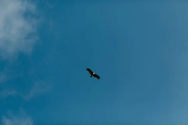 Bald Eagle Flying Blue Sky — Stock Photo, Image