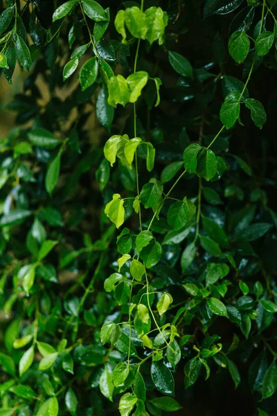 Vue Rapprochée Des Feuilles Plantes Fraîches Vertes — Photo