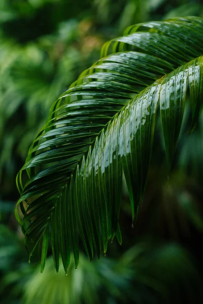 Detailní Pohled Zelené Listy Čerstvé Rostliny — Stock fotografie