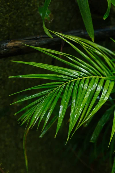 Detailní Pohled Zelené Listy Čerstvé Rostliny — Stock fotografie