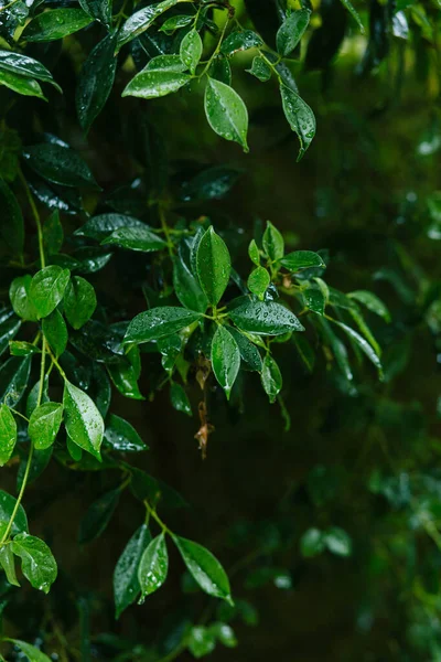 Vue Rapprochée Des Feuilles Plantes Fraîches Vertes — Photo