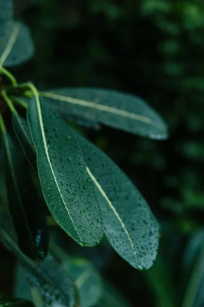 Vue Rapprochée Des Feuilles Plantes Fraîches Vertes — Photo