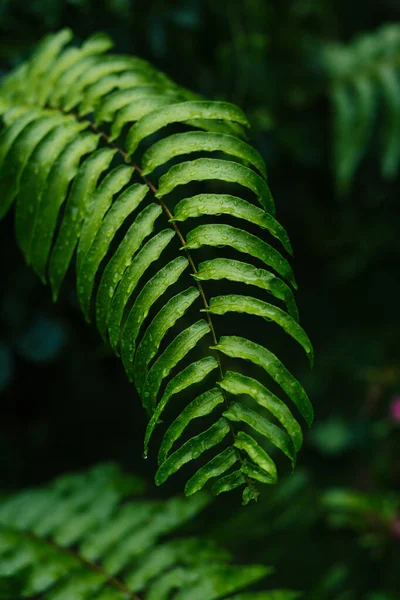 Detailní Pohled Zelené Listy Čerstvé Rostliny — Stock fotografie