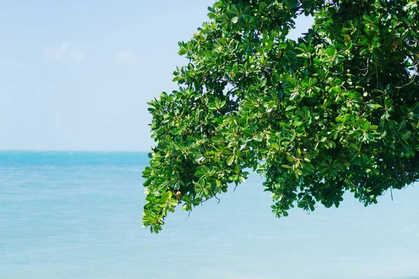 Живописный Вид Голубой Тропический Пляж Стоковое Изображение
