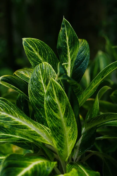 Вид Крупным Планом Зеленые Свежие Листья Растений Стоковое Фото