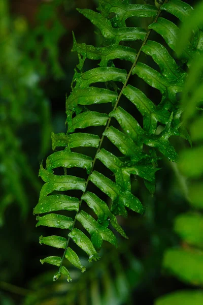 Close Uitzicht Groene Verse Plantenbladeren Stockfoto