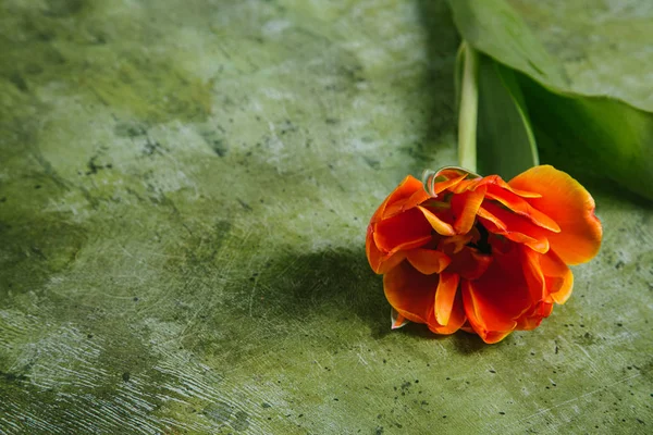 Tulipano Uno Sfondo Legno Concetto San Valentino Giornata Internazionale Della — Foto Stock