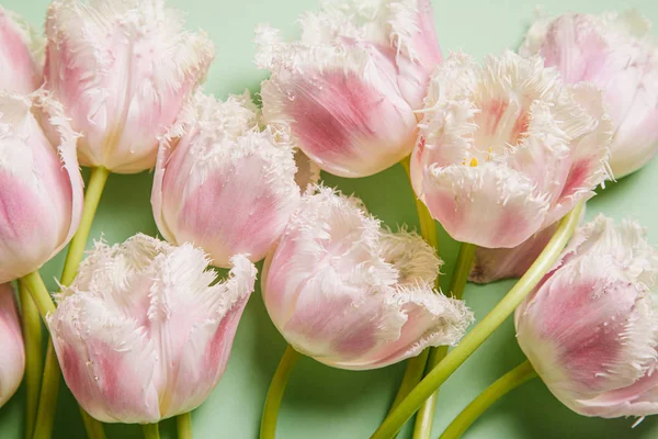 Tulipani Sfondo Verde Concetto San Valentino Giornata Internazionale Della Donna — Foto Stock