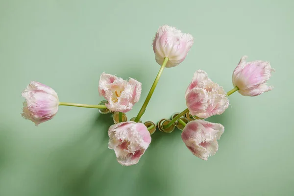 Tulipas Fundo Verde Conceito Dia Dos Namorados Dia Internacional Mulher — Fotografia de Stock