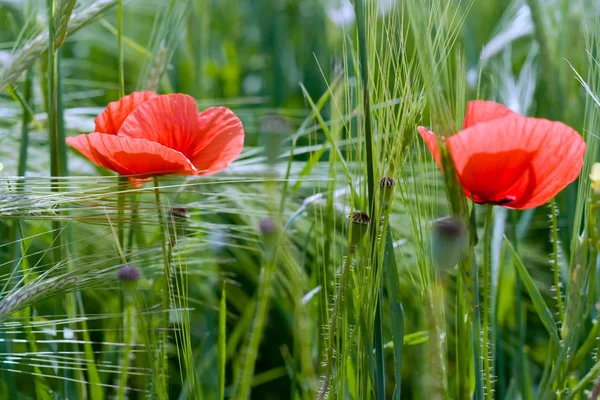 Fleurs de pavot rouge — Photo