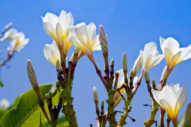 Plumeria çiçekler