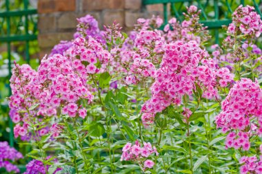 Pembe fenik çiçekleri. 