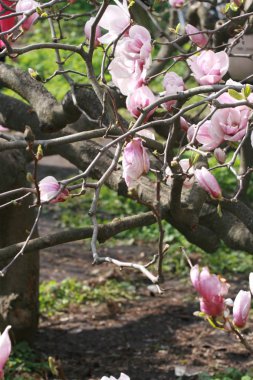 Pembe Manolya ağacı çiçek
