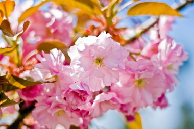 pembe kiraz çiçekleri